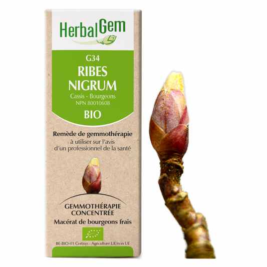 Herbal Gem, Ribes nigrum, 15ml